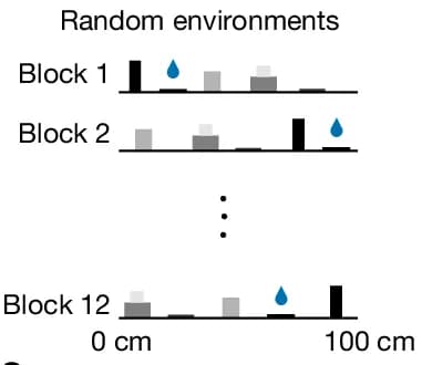 Open access visualization of Bar Plot, Random Environment Track