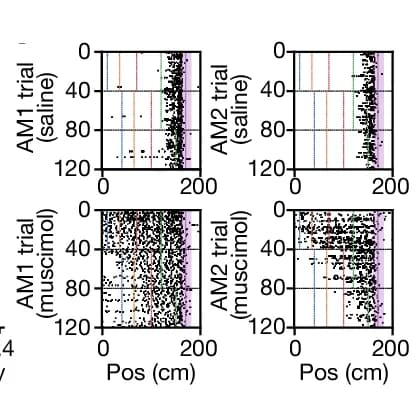Open access visualization of Scatter Plot, Non-Consummatory Lick Rasters, Saline, Muscimol, Landmarks