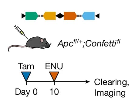 Open access visualization of Workflow, Illustration, Experimental Approach, Tamoxifen