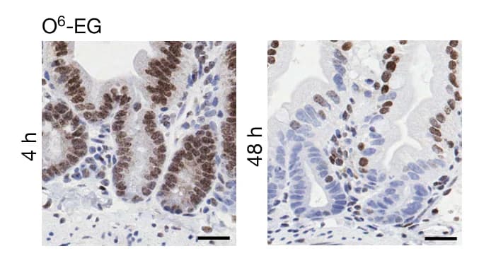 Open access visualization of Microscopy, Immunohistochemistry, O-6-ethyl-guanine, Small Intestinal Crypts, ENU Treatment