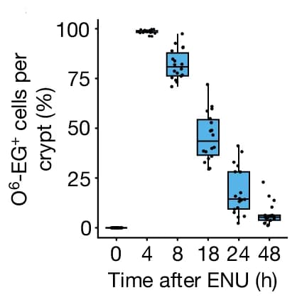 Open access visualization of Box Plot, Scatter Plot, Jitter Plot, O-6-ethyl-guanine, ENU Injection