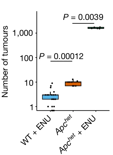 Open access visualization of Box Plot, Scatter Plot, Intestinal Tumors, Mice, Apc het + ENU