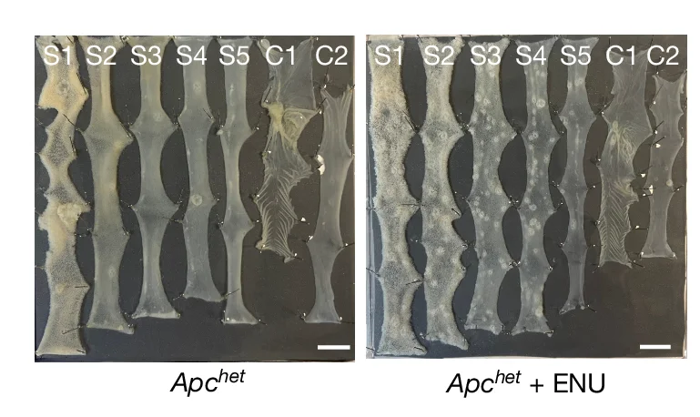 Open access visualization of Photo, Gel, Wholemounts, Apc het, Apc het + ENU