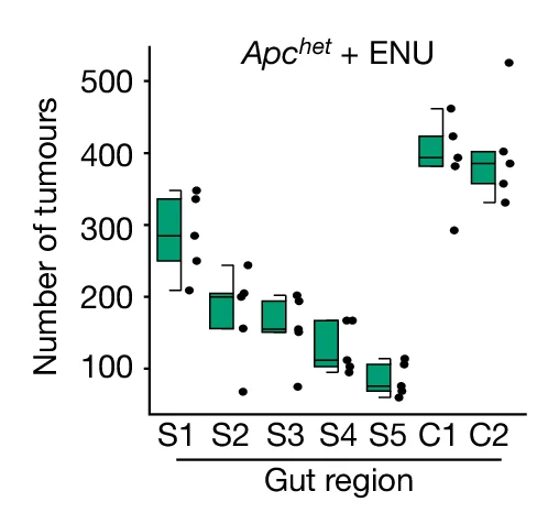 Open access visualization of Box Plot, Scatter Plot, Regional Differences, Tumor Burden, Mice