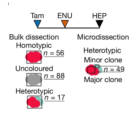 Open access visualization of Workflow, Illustration, Experimental Approach, Tumours, Bulk-Dissection