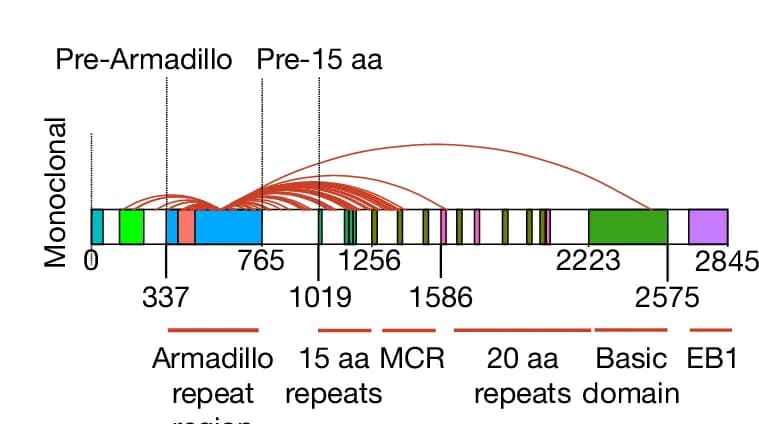 Open access visualization of Illustration, Arch Diagram, APC Protein, High-Impact Apc Mutations, Monoclonal Tumours