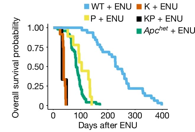 Open access visualization of Survival Curve, Line Step, Transcript Counts, Chga, Major Clones