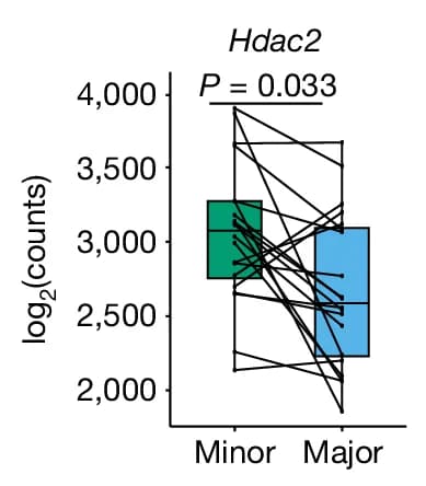 Open access visualization of Box Plot, Transcript Counts, Hdac2, Major Clones, Minor Clones