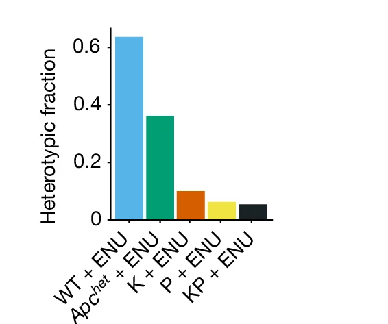 Open access visualization of Bar Plot, Heterotypic Fraction, Wild Type, Apc het, Kras G12D/+