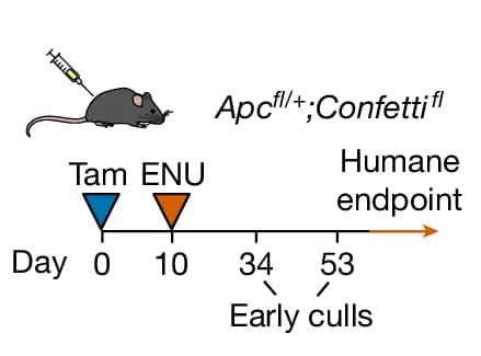 Open access visualization of Workflow, Illustration, Experimental Approach, Mice