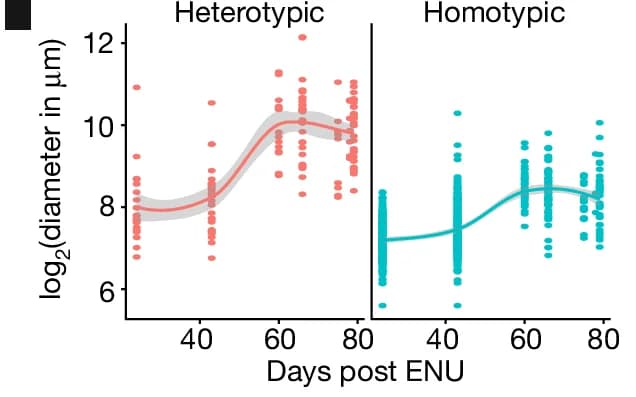 Open access visualization of Scatter Plot, Regression Plot, Growth Curves, Heterotypic Tumors, Homotypic Tumors