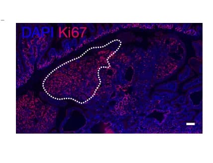 Open access visualization of Microscopy, Serial Sections, Immunofluorescence, GFP, RFP