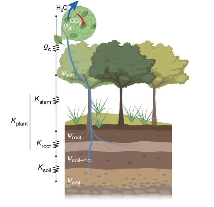 Open access visualization of Illustration, Workflow, Flowchart, Ecosystem Water Limitation, Soil Hydraulic Conductance