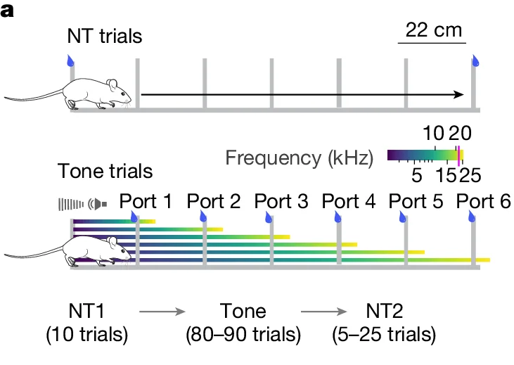 Open access visualization of Illustration, Diagram, Behavioral experiment, Mouse, Olfactory Port