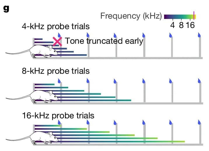 Open access visualization of Bar Chart, Heatmap, 4-kHz probe trials, 8-kHz probe trials, 16-kHz probe trials