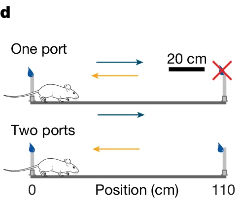 Open access visualization of Diagram, Mouse, One port, Two ports, Position