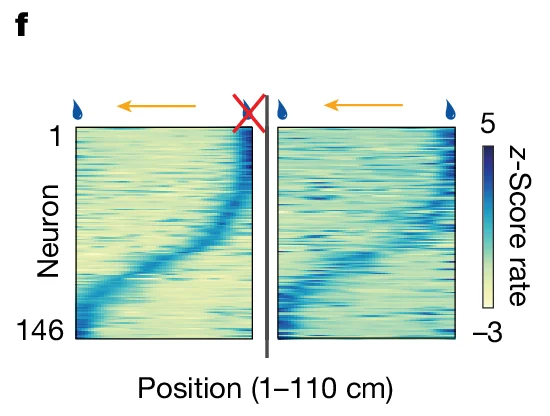 Open access visualization of Heatmap, Neuron, Position, Z-Score rate, Place Cells