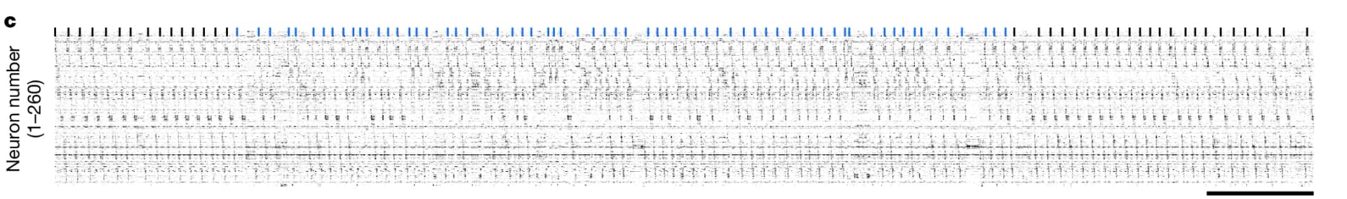 Open access visualization of Dot Plot, Neuron activity, Neuron number, Spike Raster, Pyramidal Cells