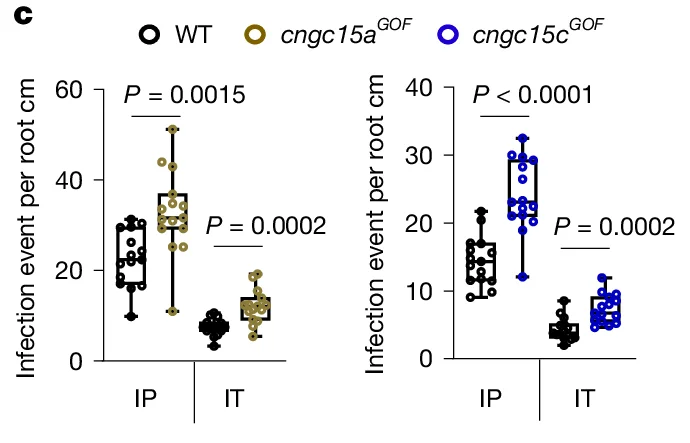 Open access visualization of Box Plot, Infection event per root cm, WT, cngc15aGOF, cngc15cGOF