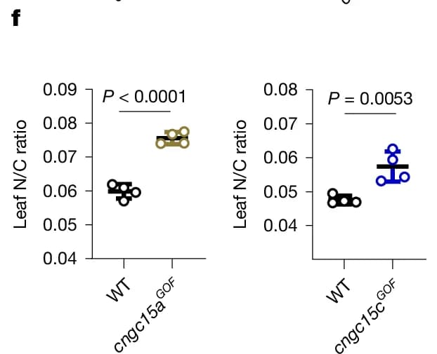 Open access visualization of Scatter Plot, Leaf N/C ratio, WT, cngc15aGOF, cngc15cGOF