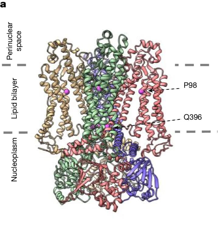 Open access visualization of 3D Molecular Graphic, Protein Structure, Perinuclear Space, Lipid Bilayer, Nucleoplasm