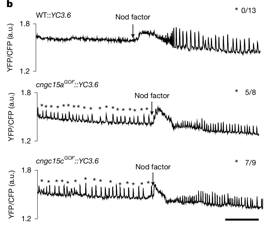 Open access visualization of Line Plot, YFP/CFP, WT::YC3.6, cngc15aGOF::YC3.6, cngc15cGOF::YC3.6