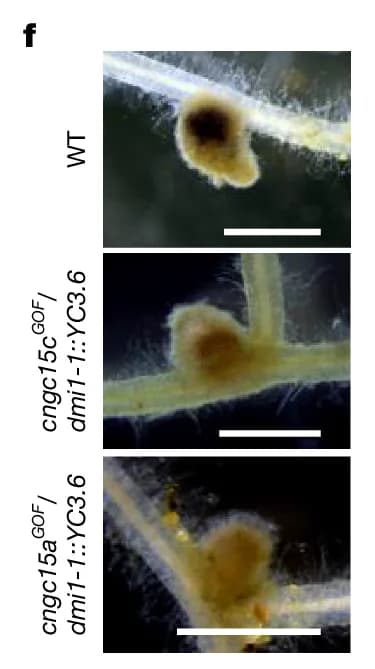 Open access visualization of Image, Plant, Root, WT, cngc15cGOF/dmi1-1::YC3.6