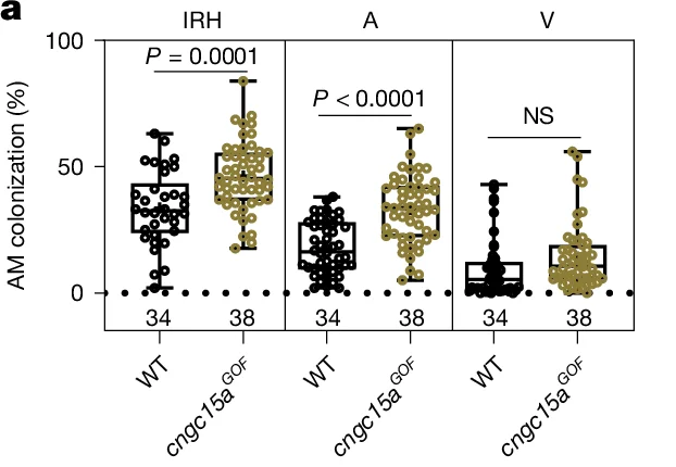 Open access visualization of Box Plot, Scatter Plot, AM colonization, IRH, A