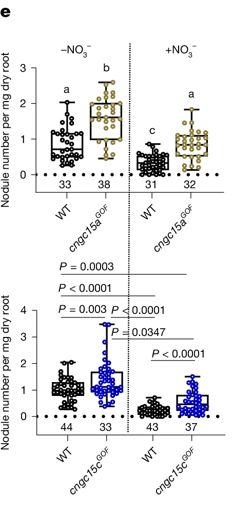 Open access visualization of Box Plot, Nodule number, Dry root, WT, cngc15aGOF