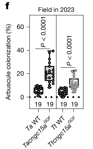 Open access visualization of Box Plot, Dot Plot, Arbuscule colonization, Field in 2023, Ta WT