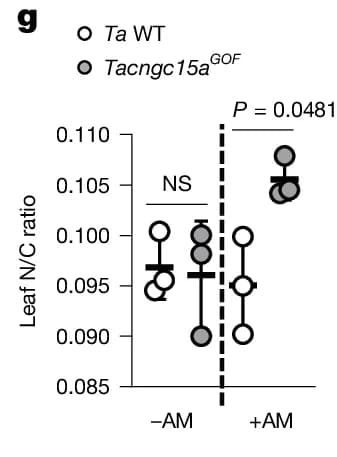 Open access visualization of Scatter Plot, Leaf N/C ratio, Ta WT, Tacngc15aGOF, -AM