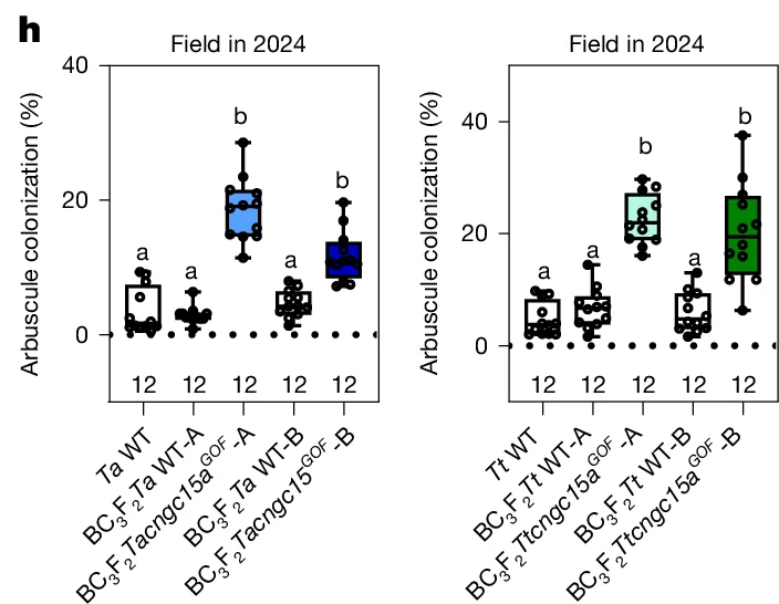 Open access visualization of Box Plot, Scatter Plot, Arbuscule colonization (%), Field in 2024, Ta WT