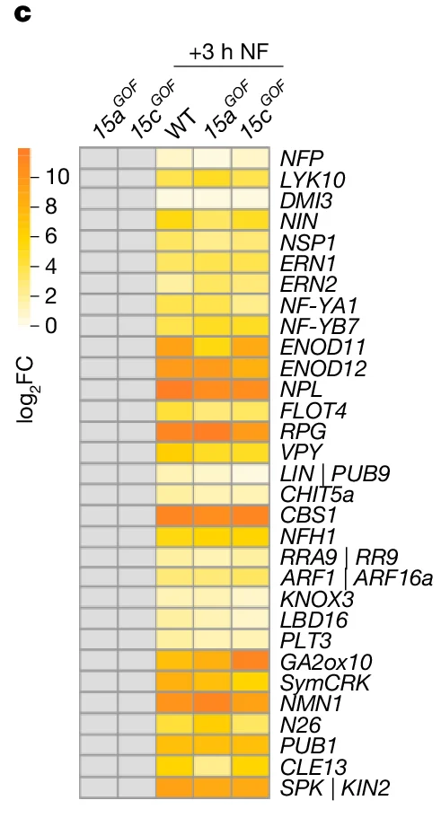 Open access visualization of Heatmap, log2FC, Gene expression, 15aGOF, 15cGOF