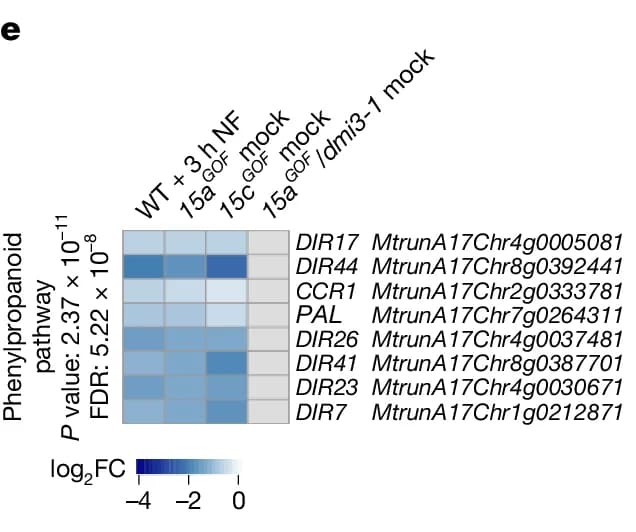 Open access visualization of Heatmap, Phenylpropanoid pathway, Gene expression, Log2 fold change, P-value