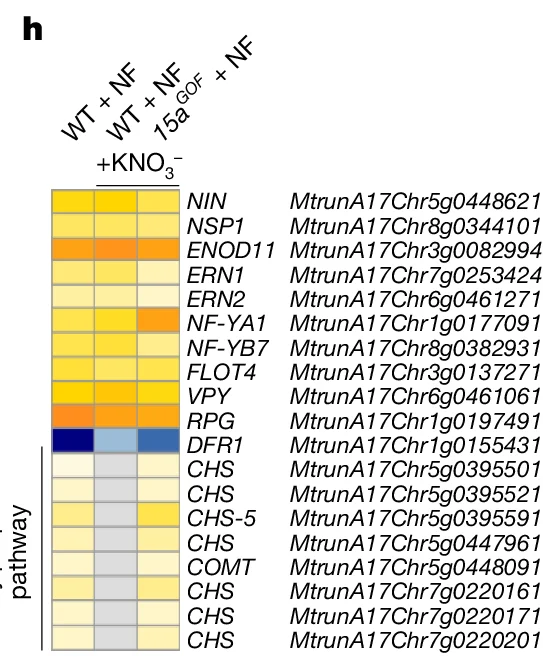 Open access visualization of Heatmap, Gene Expression, Nitrogen Fixation, NIN, NSP1