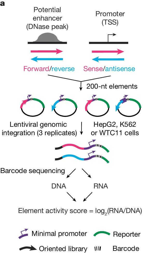 Open access visualization of Schematic, Experimental design, Enhancer, Promoter, Forward