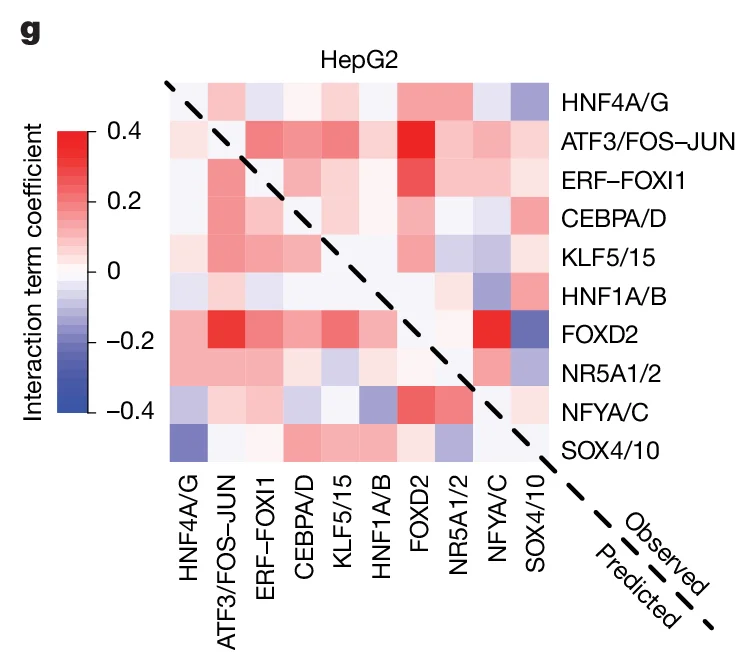Open access visualization of Heatmap, Interaction term coefficient, Observed, Predicted, HNF4A/G