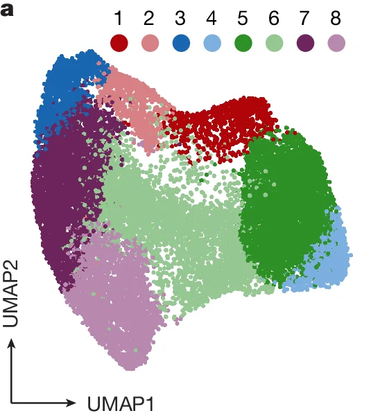 Open access visualization of Scatter Plot, UMAP, UMAP1, UMAP2, Cluster