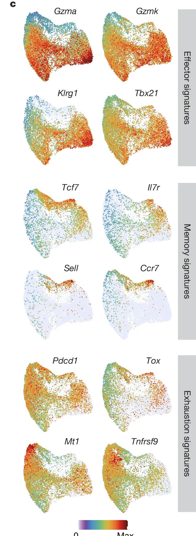 Open access visualization of Scatter Plot, Gene Expression, Gzma, Gzmk, Klrg1