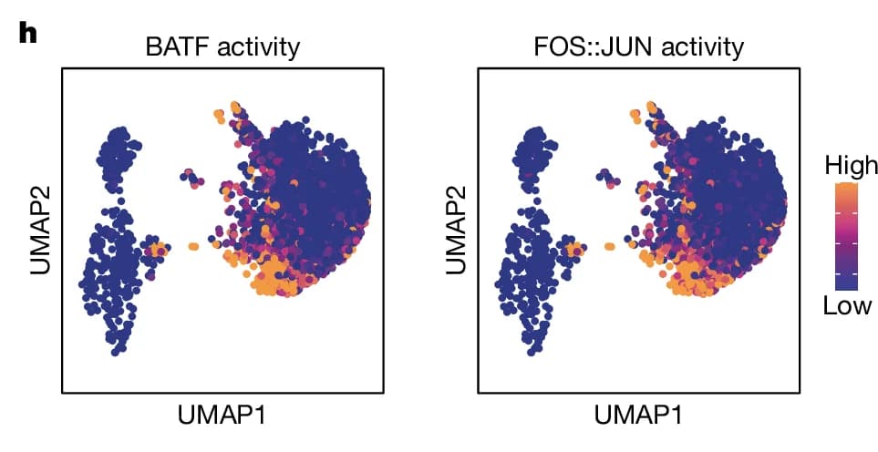 Open access visualization of Scatter Plot, UMAP, BATF activity, FOS::JUN activity, Cluster
