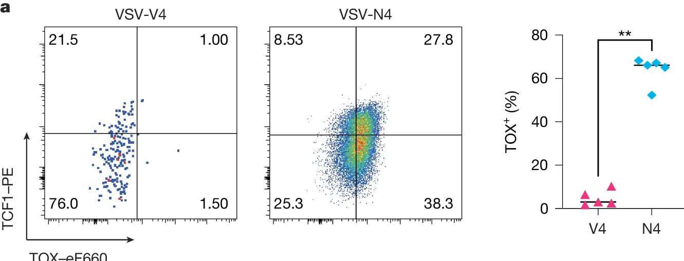 Open access visualization of Scatter Plot, Strip Plot, Cell distribution, TCF1-PE, TOX-eF660