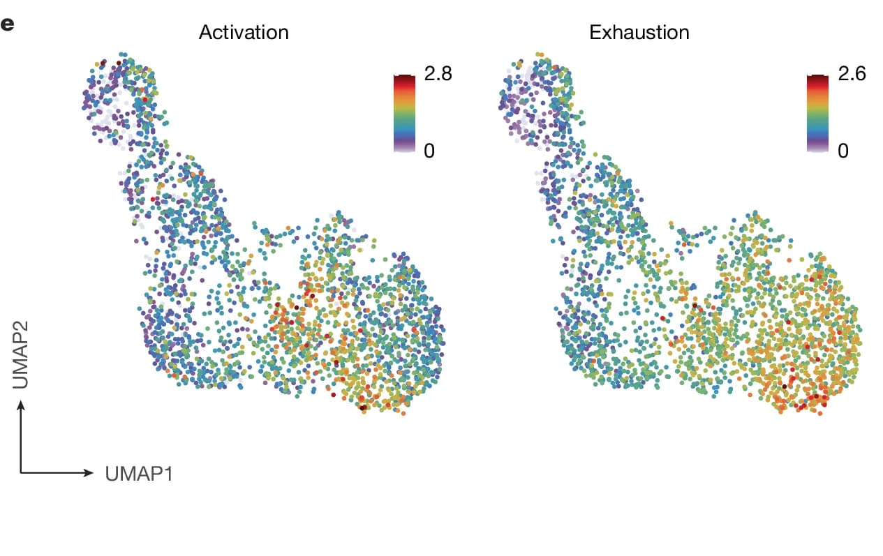 Open access visualization of Scatter Plot, UMAP, Dimensionality Reduction, Activation, Exhaustion