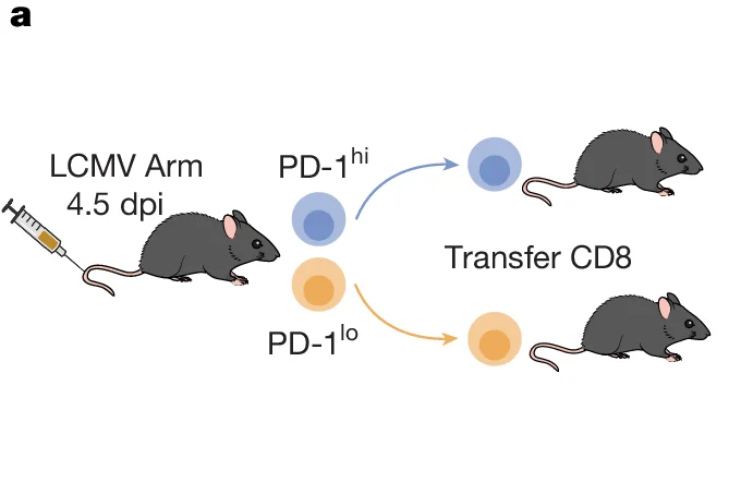 Open access visualization of Diagram, LCMV Arm, 4.5 dpi, Mouse, Syringe