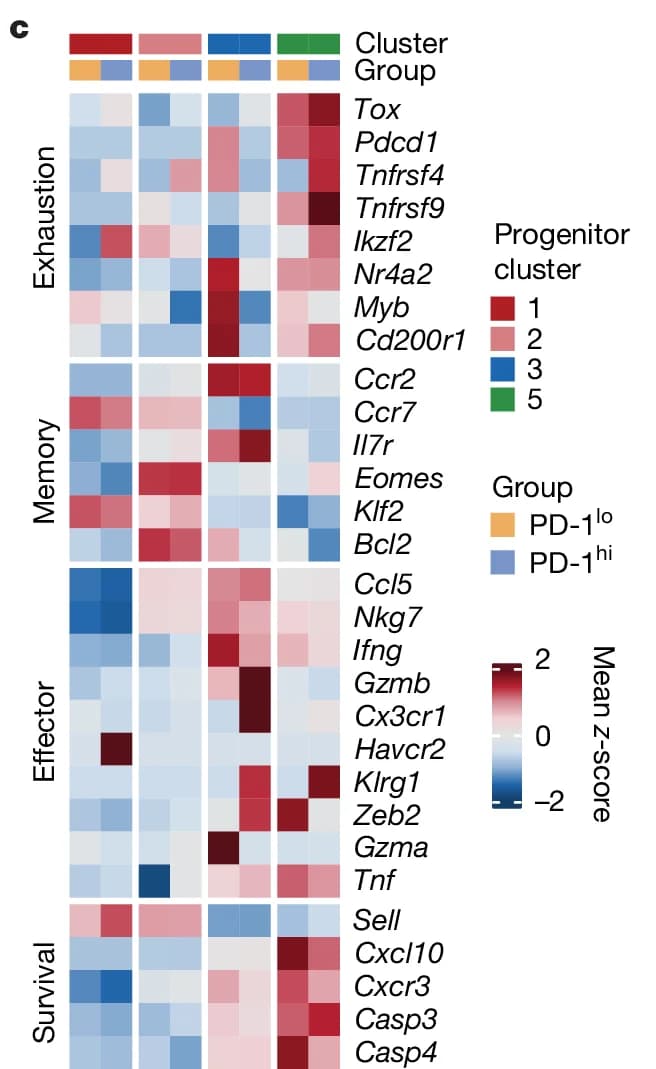 Open access visualization of Heatmap, Gene Expression, Cluster, Group, Progenitor Cluster