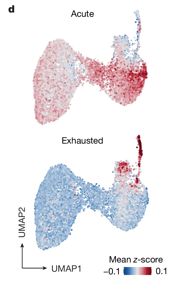 Open access visualization of Scatter Plot, UMAP, Acute, Exhausted, Mean z-score