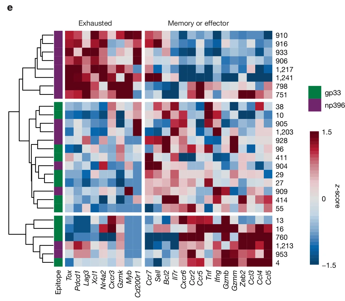 Open access visualization of Heatmap, Dendrogram, Gene Expression, Exhausted T cells, Memory T cells