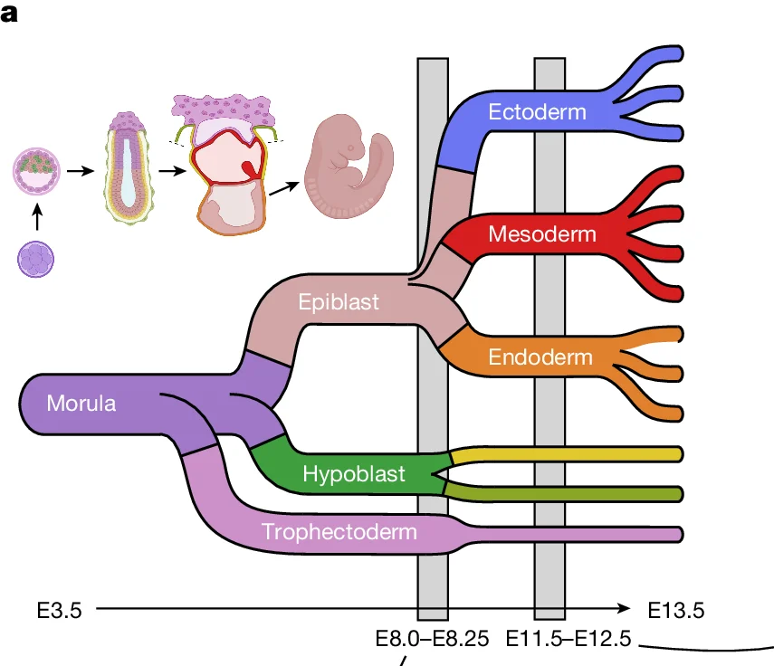 Open access visualization of Diagram, Cell Lineage, Embryogenesis, Morula, Epiblast