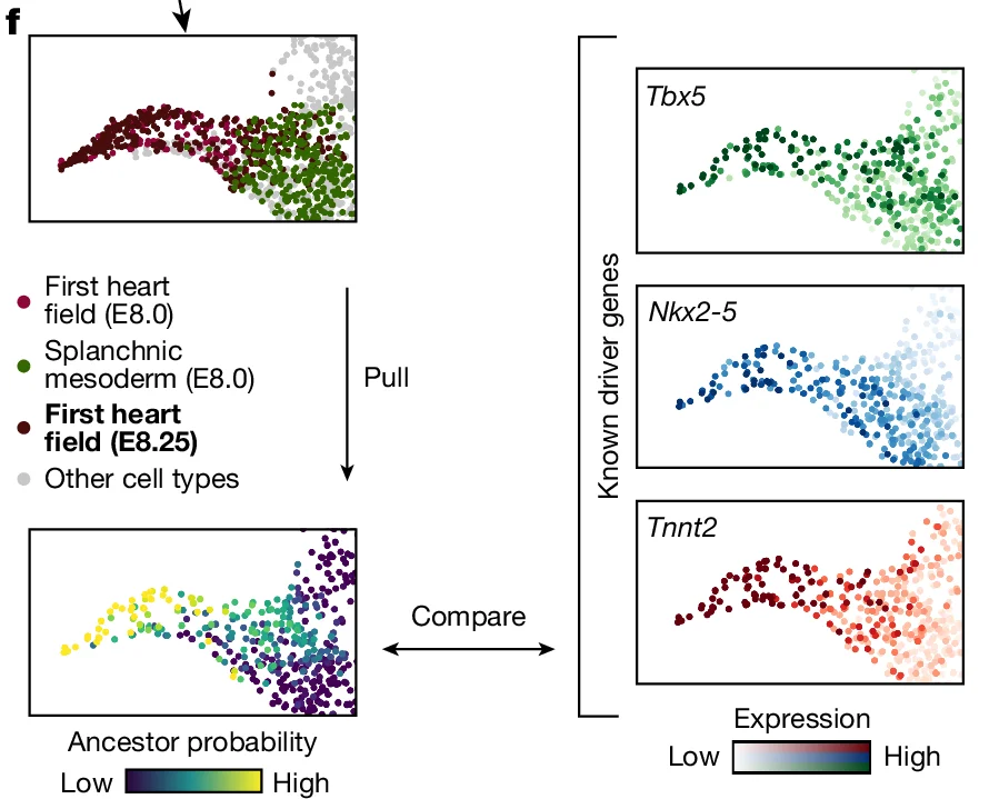 Open access visualization of Scatter Plot, Gene Expression Plot, Embryonic Development, First heart field (E8.0), Splanchnic mesoderm (E8.0)