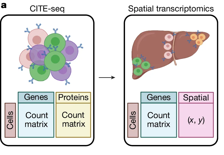 Open access visualization of Schematic, CITE-seq, Spatial transcriptomics, Cells, Genes