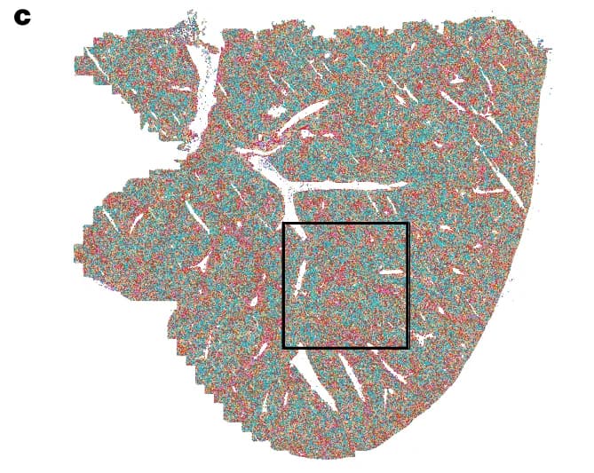 Open access visualization of Scatter Plot, Tissue Sample, Organ, Multi-colored, Cross-section
